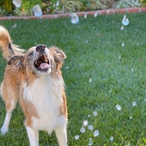 Meet your Posher, Jee